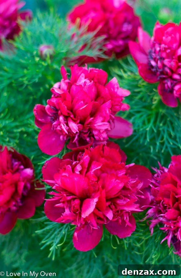 Stunning Japanese Peony in full bloom, showcasing its delicate petals and vibrant colors, a symbol of beauty and fleeting elegance in the garden.
