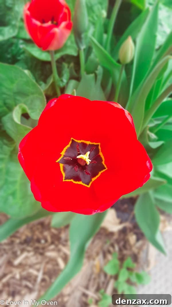 tulip