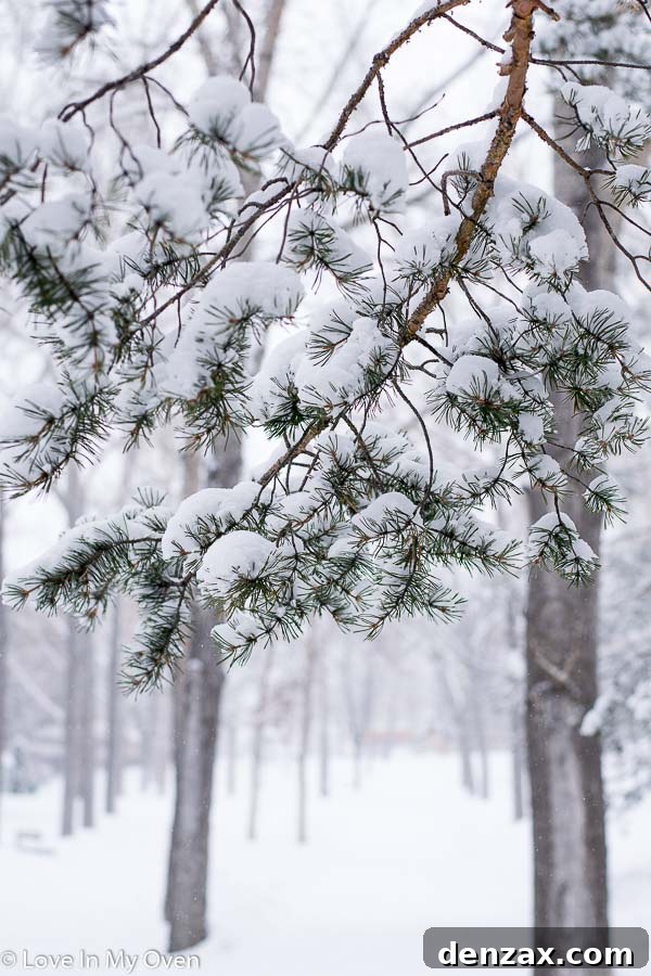 Winter landscape with subtle hints of early spring, featuring soft light and natural textures.